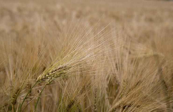 Grano glutine celiachia