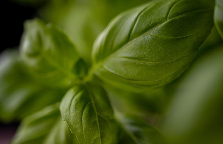 Basilico pesto alla genovese