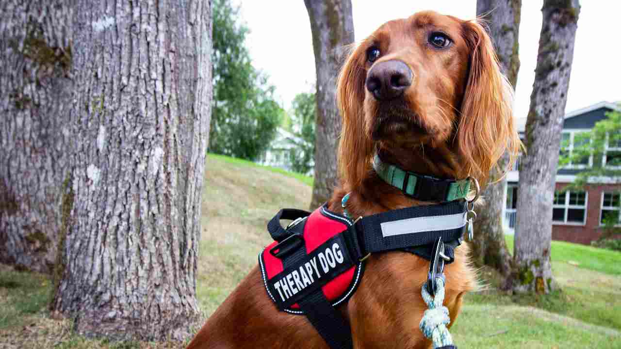 Cane, Pet Therapy