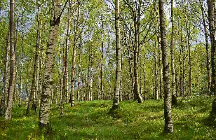 Bosco di betulle