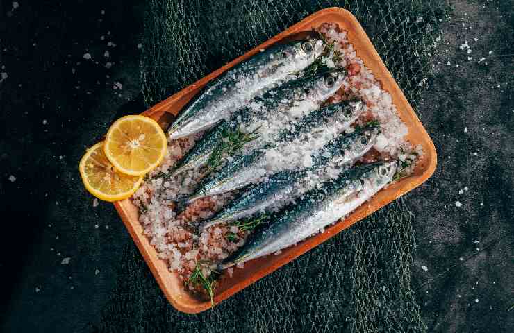 Sardine