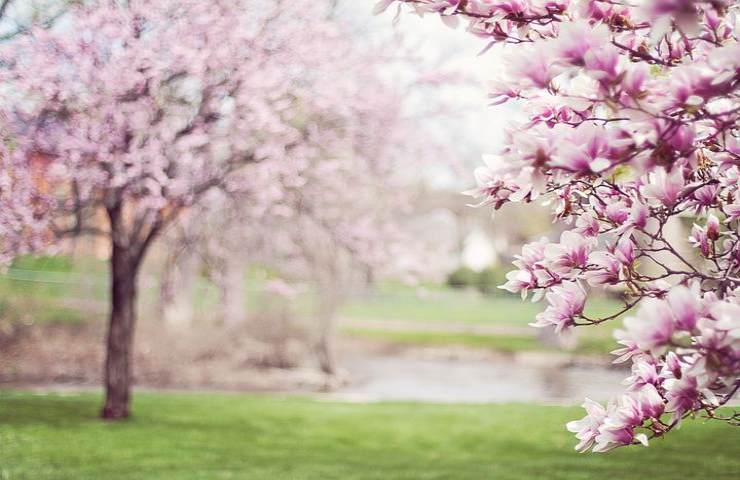 Alberi a primavera