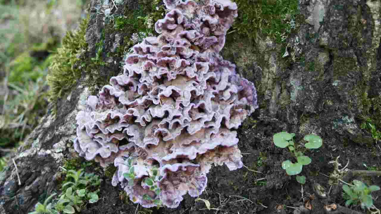 Il fungo Chondrostereum purpureum