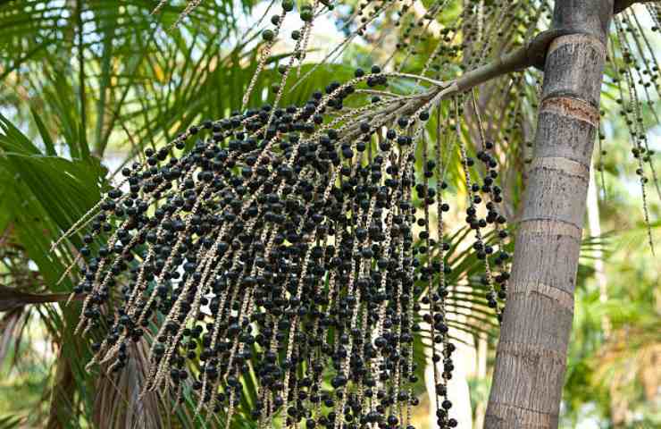 Palma di acai