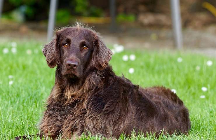 Pelo del cane