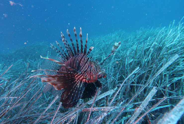 Pesce Scorpione in mare, specie velenosa