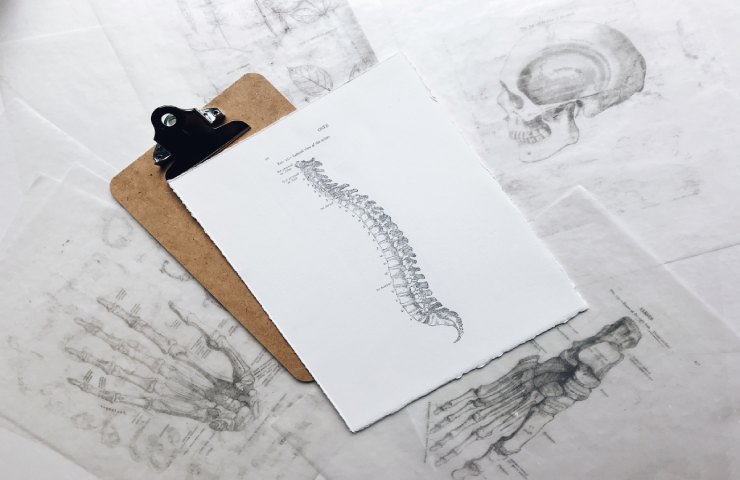 Colonna vertebrale disegnata su un foglio