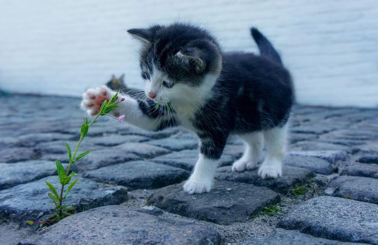 Un gatto gioca con un fiore