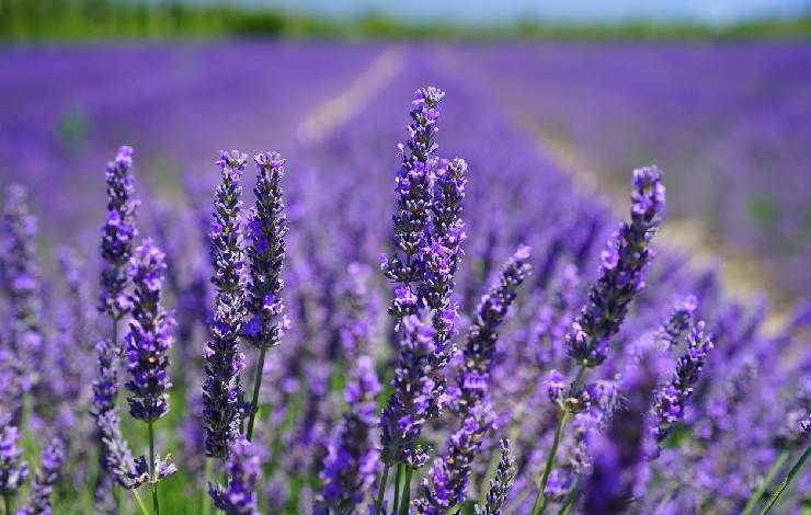 Lavanda in primo piano con dietro un lungo campo di lavanda viola