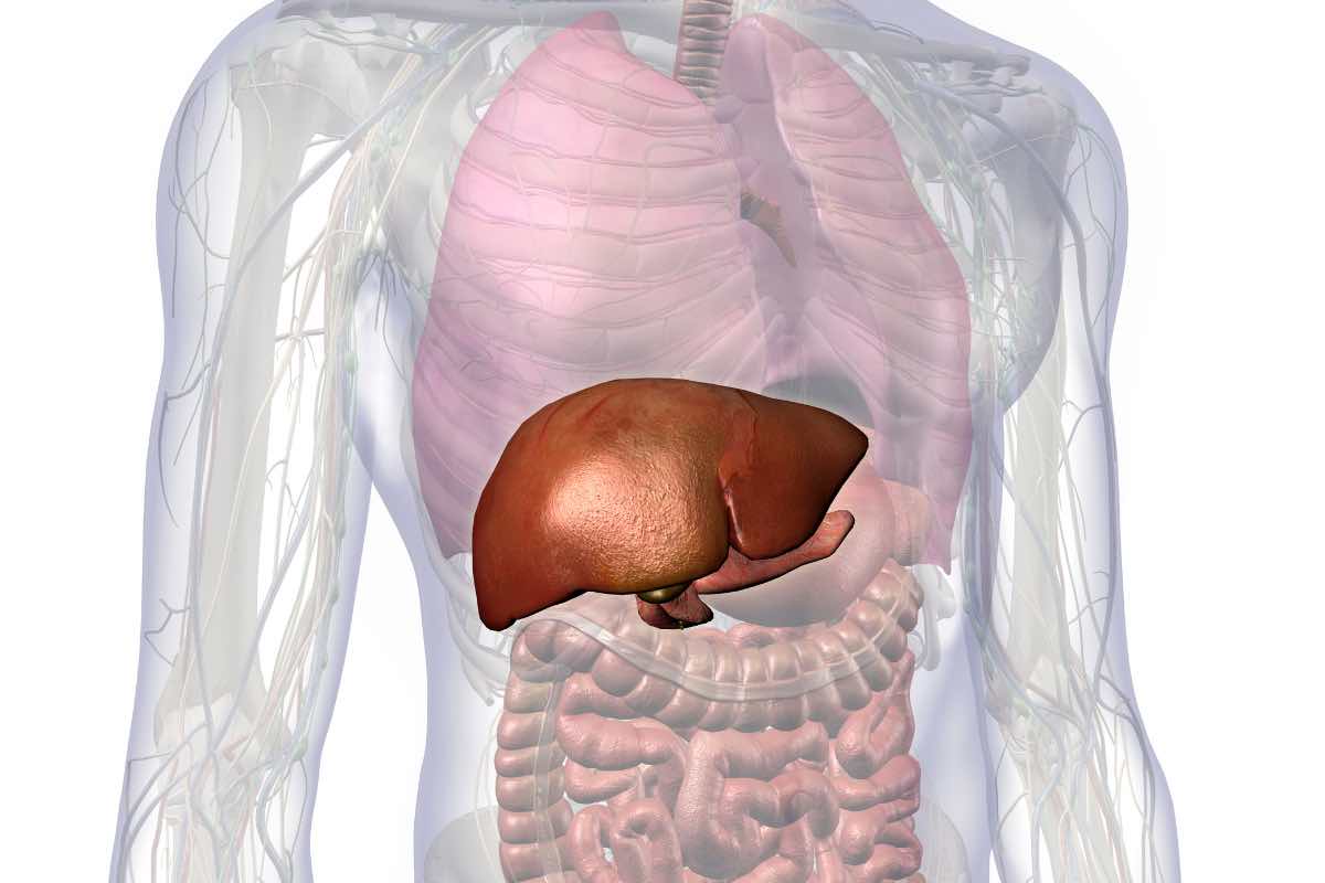 Organi interni con in evidenza un fegato