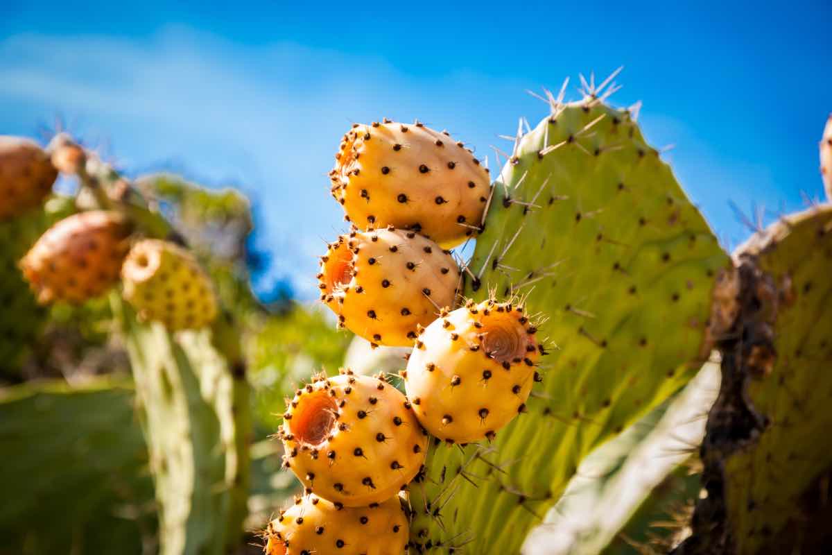 Particolare di una pianta di fichi d'india