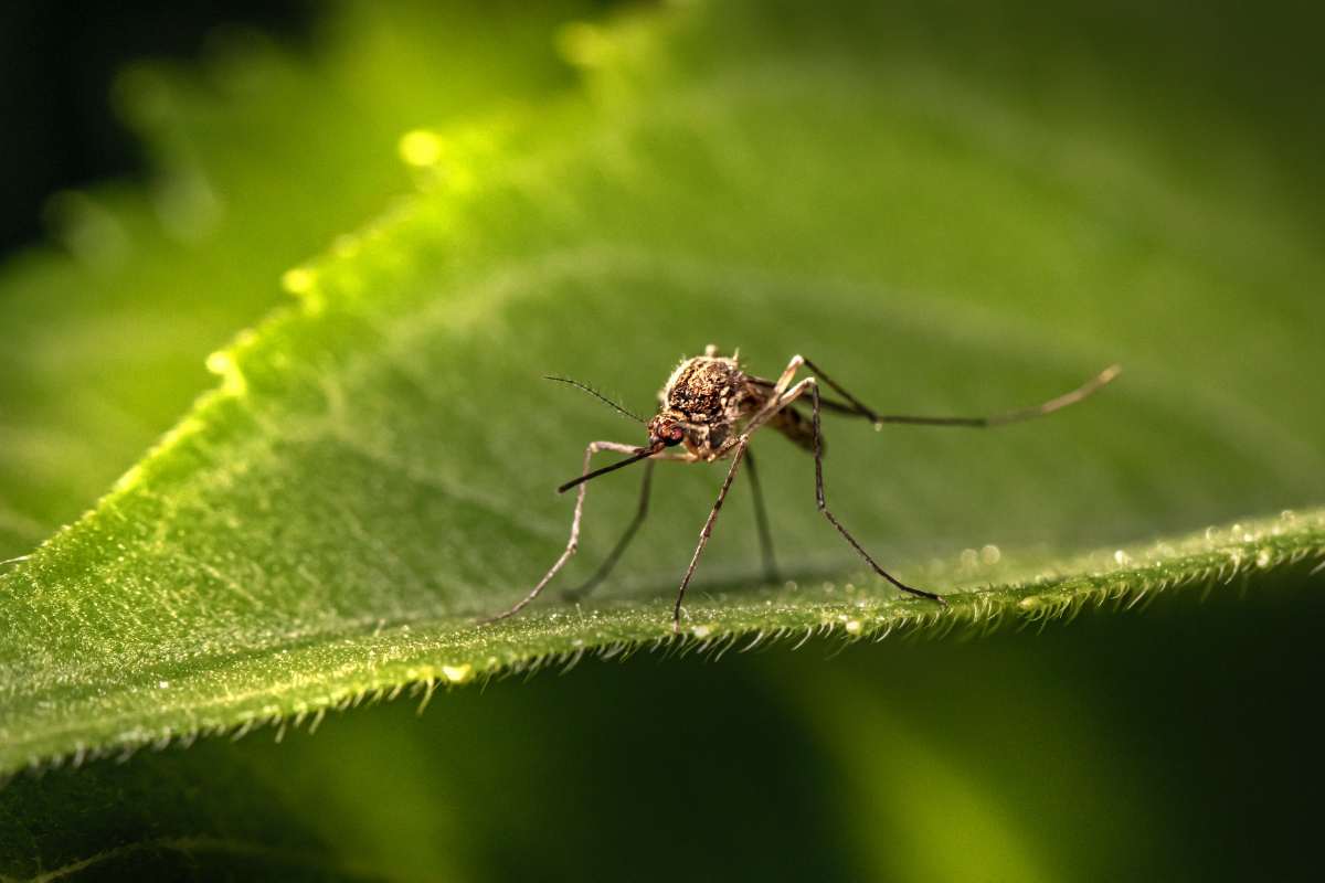 Zanzara che provoca la dengue appoggiata su una foglia