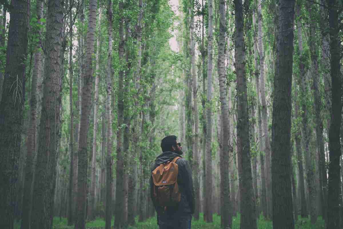 Uomo in un bosco osserva gli alberi