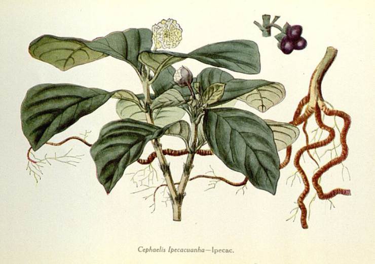 Ipecacuana su libro di botanica