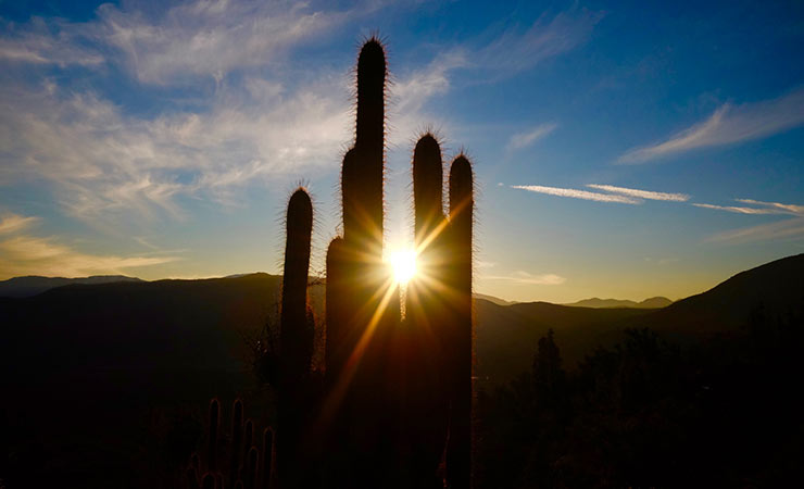 un cactus col sole