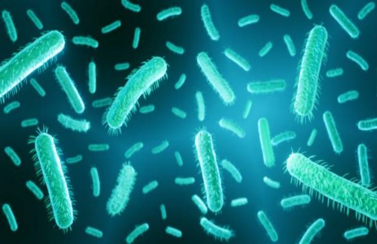Batteri di Escherichia coli