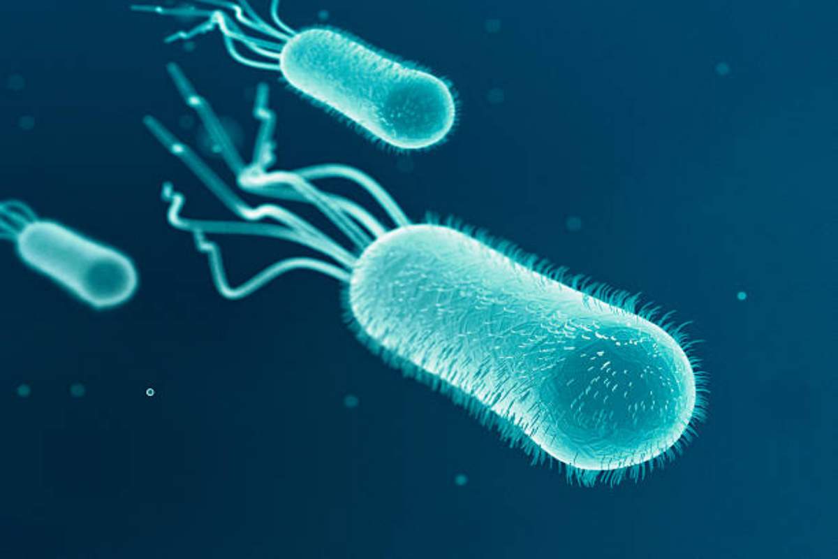 Escherichia coli, batterio che vive nell'intestino dell'uomo e di altri animali