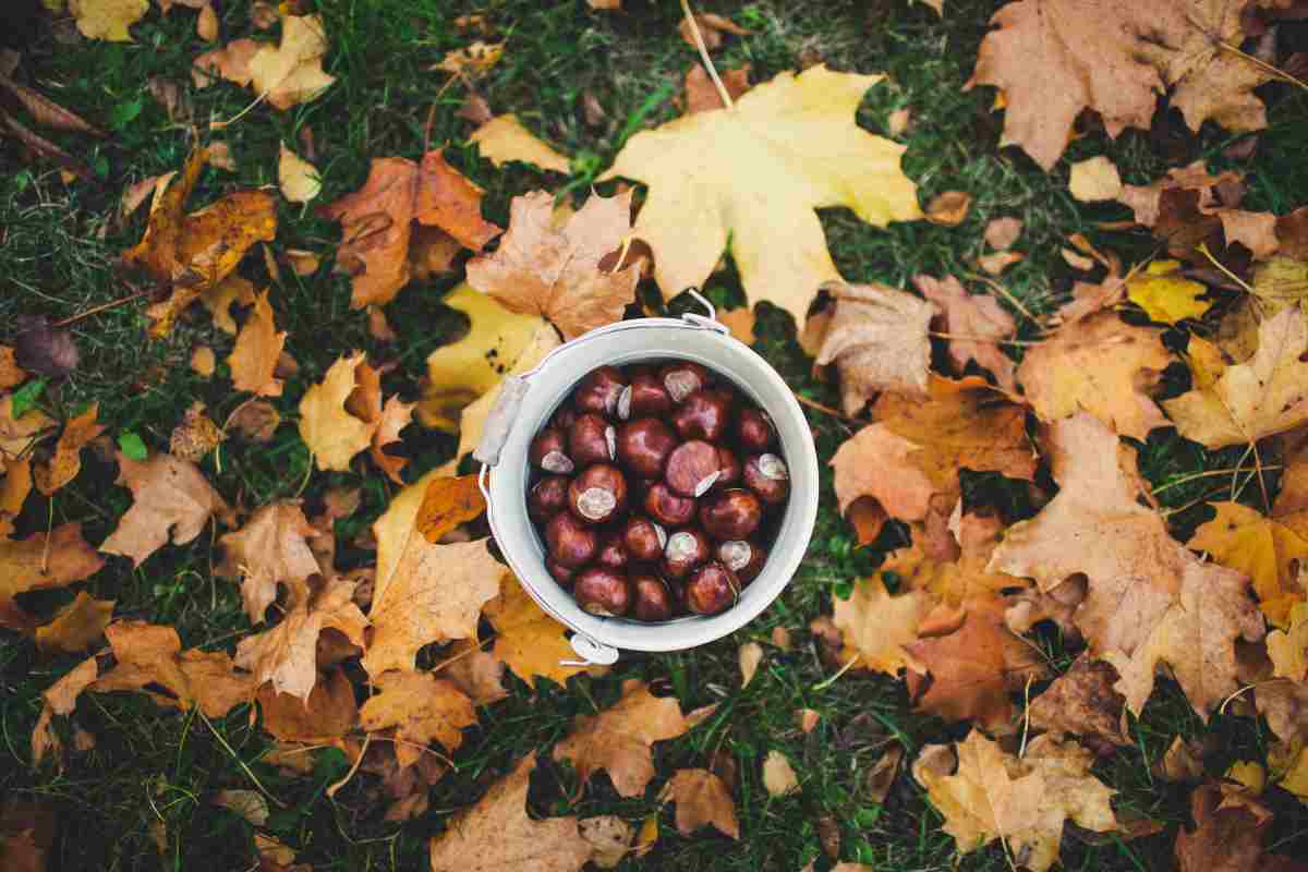 Castagne in un secchio appoggiato sul prato