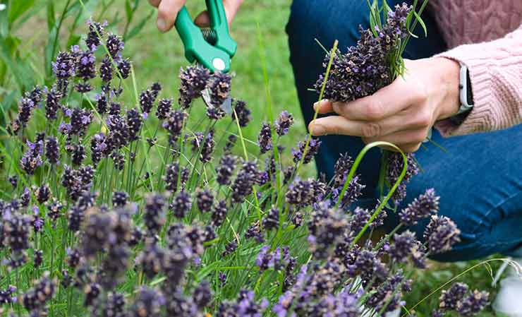 i benefici del giardinaggio