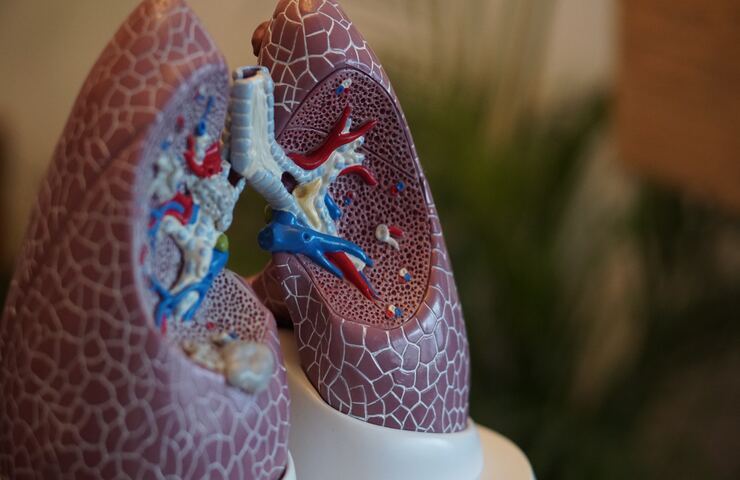 modellino polmoni