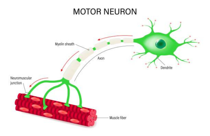 Motoneurone e atrofia muscolare spinale