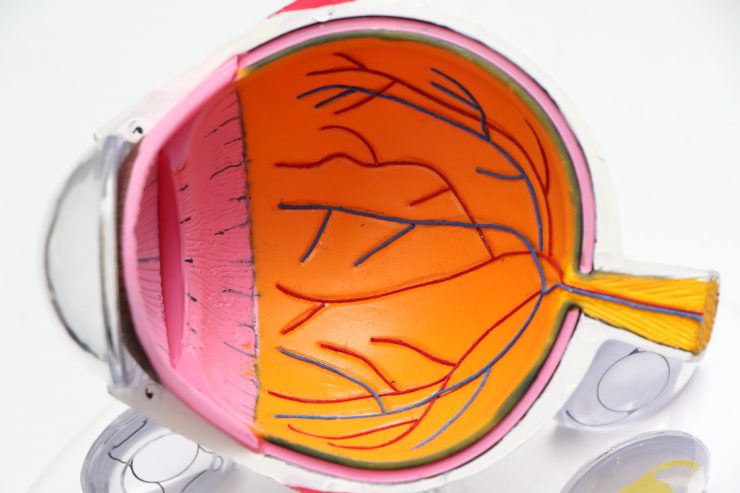 Modellino di gomma dell'interno di un occhio