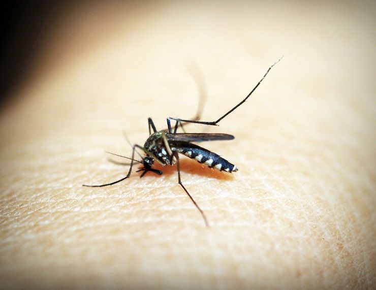 Zanzara Dengue