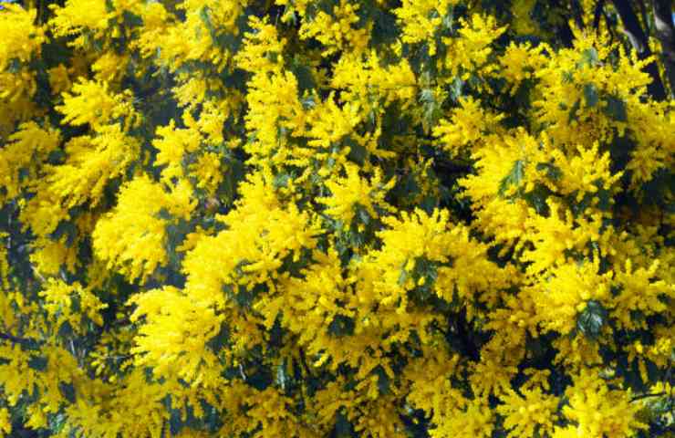 Mimose