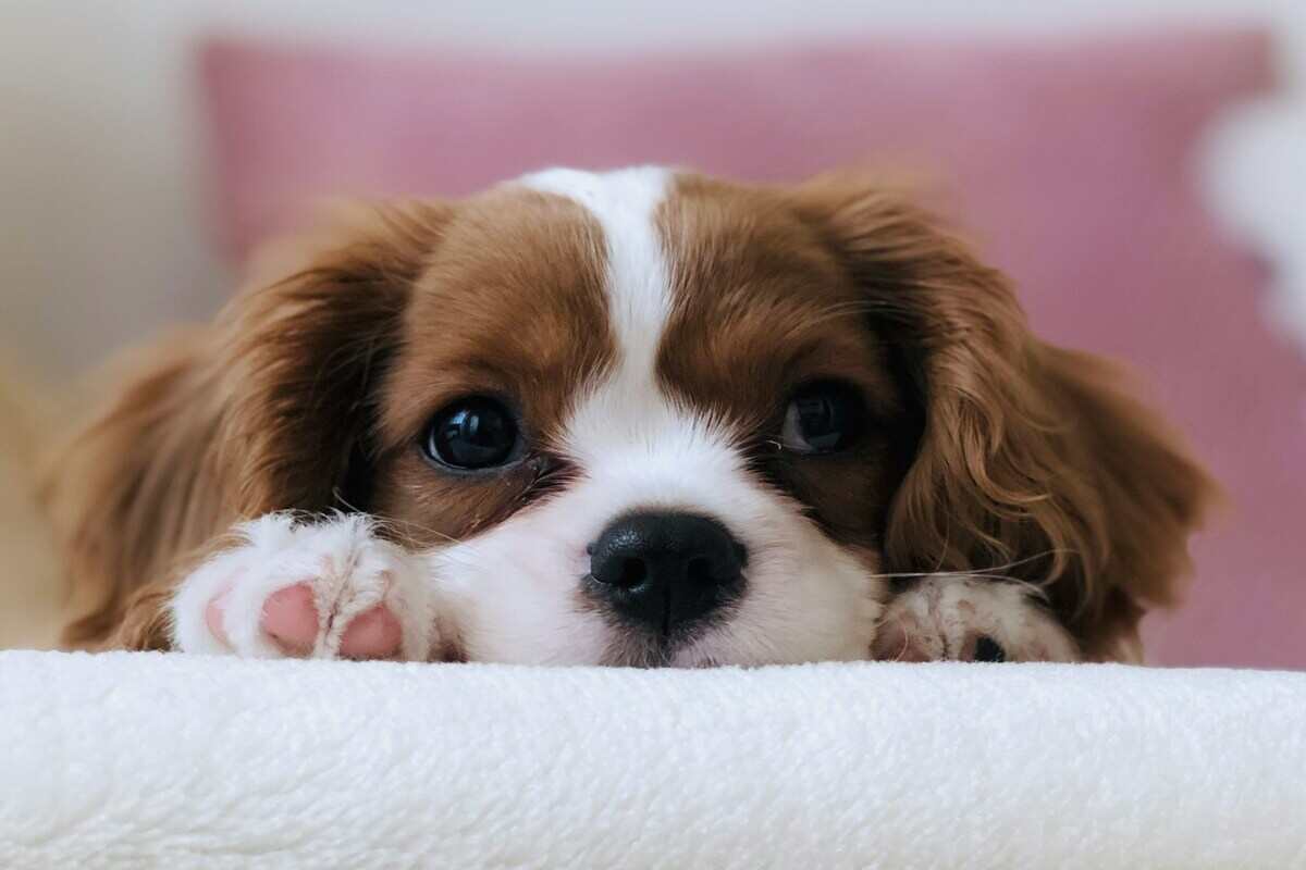 cucciolo di cane