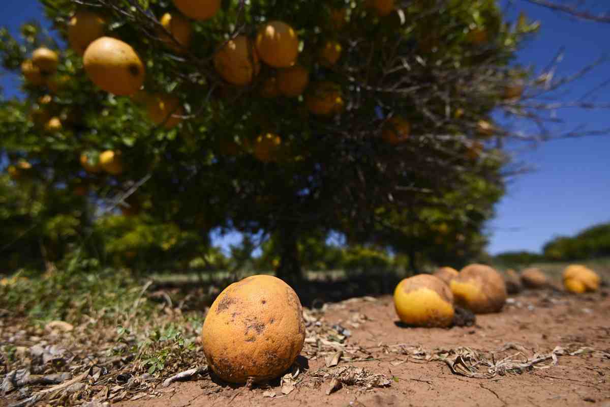 Pomelo