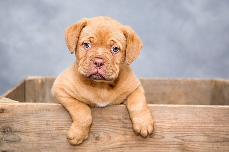 Cucciolo di cane