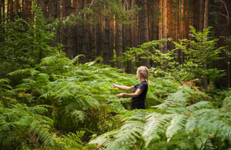 Caratteristiche e benefici della forest therapy