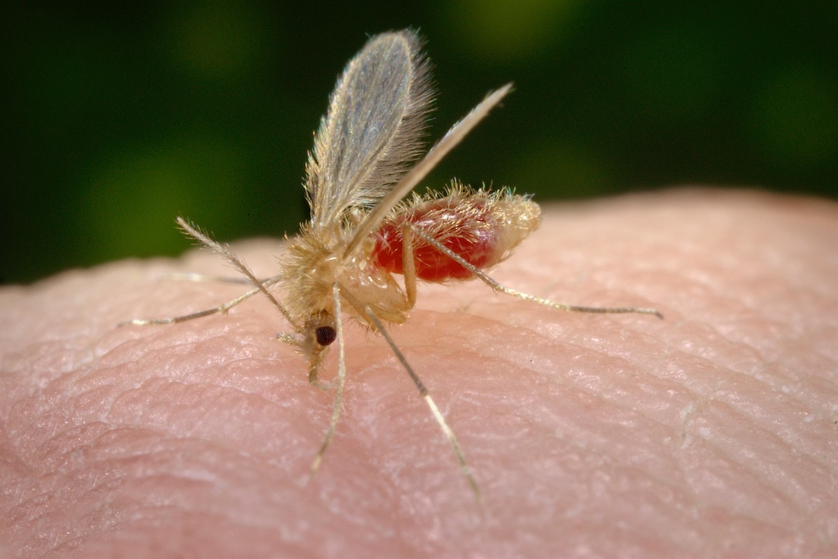 Pappataci, ecco cosa bisogna fare in seguito alla puntura