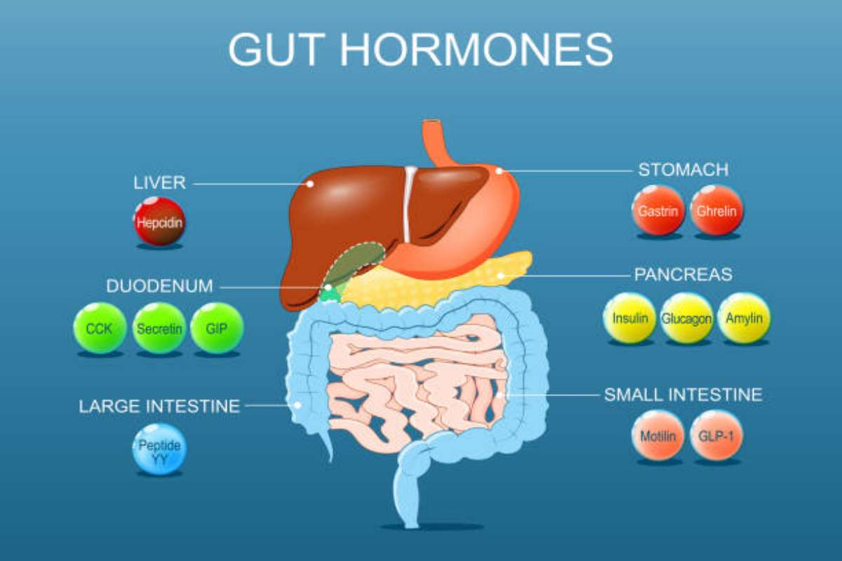 Ormoni intestinali e longevità