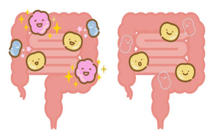 Ormoni intestinali e longevità