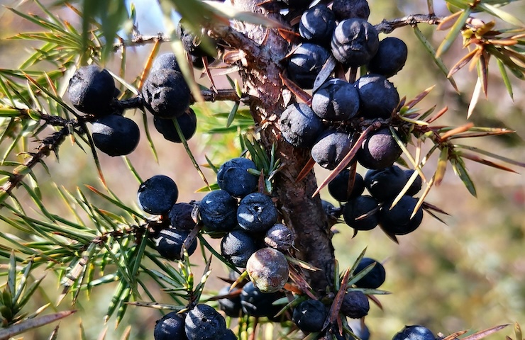 Olio essenziale di ginepro: tutti i benefici