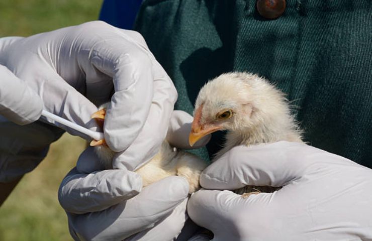 Influenza aviaria negli Stati Uniti