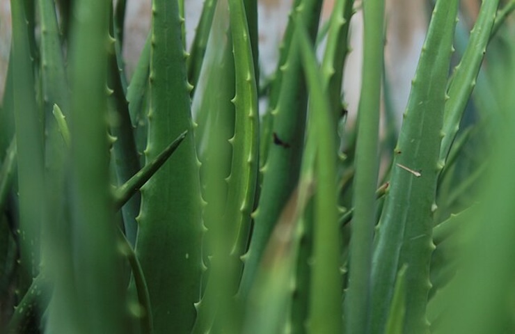 Integratori a base di aloe: la Corte di Giustizia UE annulla il divieto