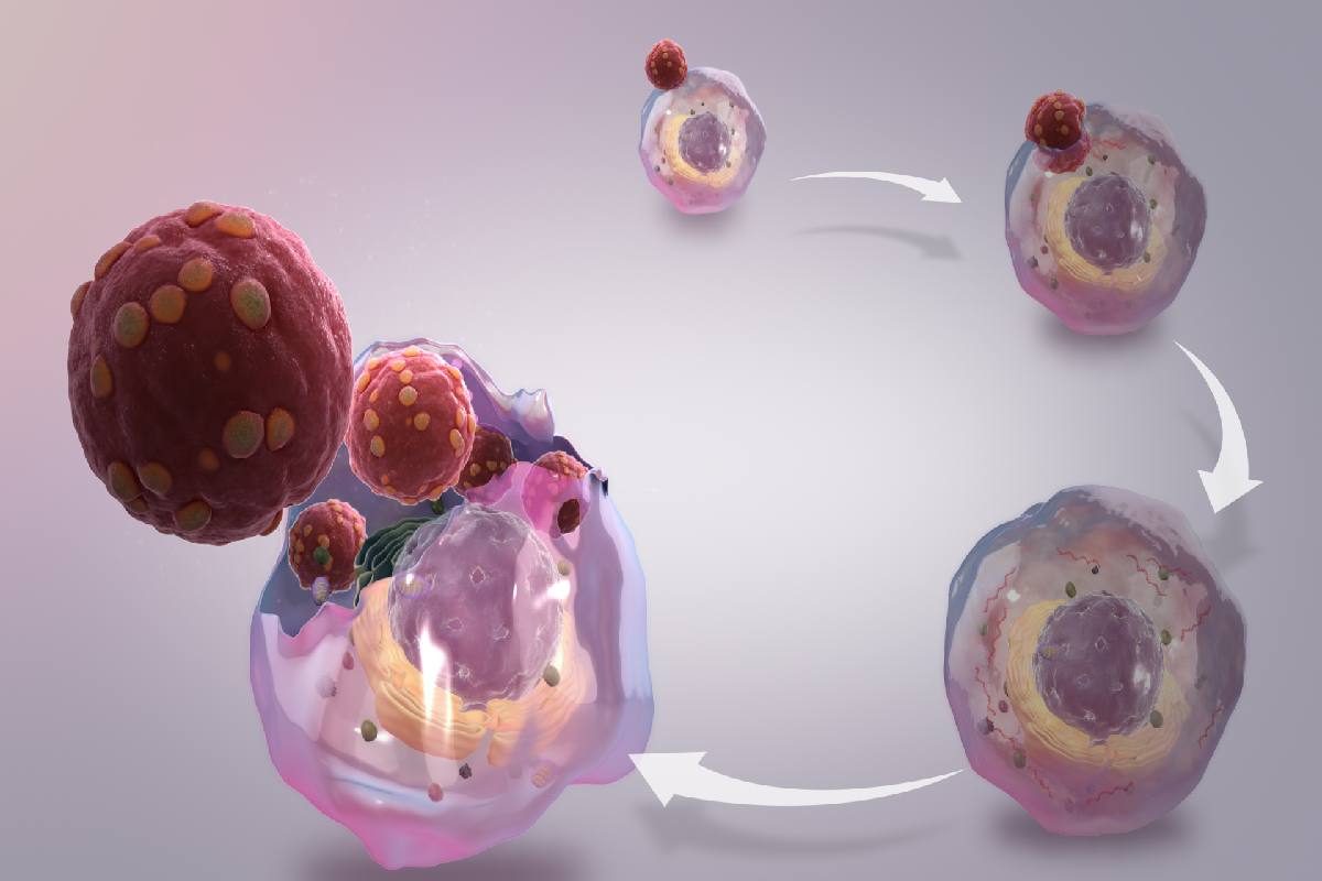 Rappresentazione del ciclo vitale dell'Hantavirus